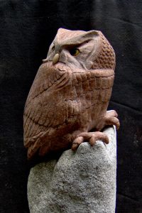 Rufous Screech Owl